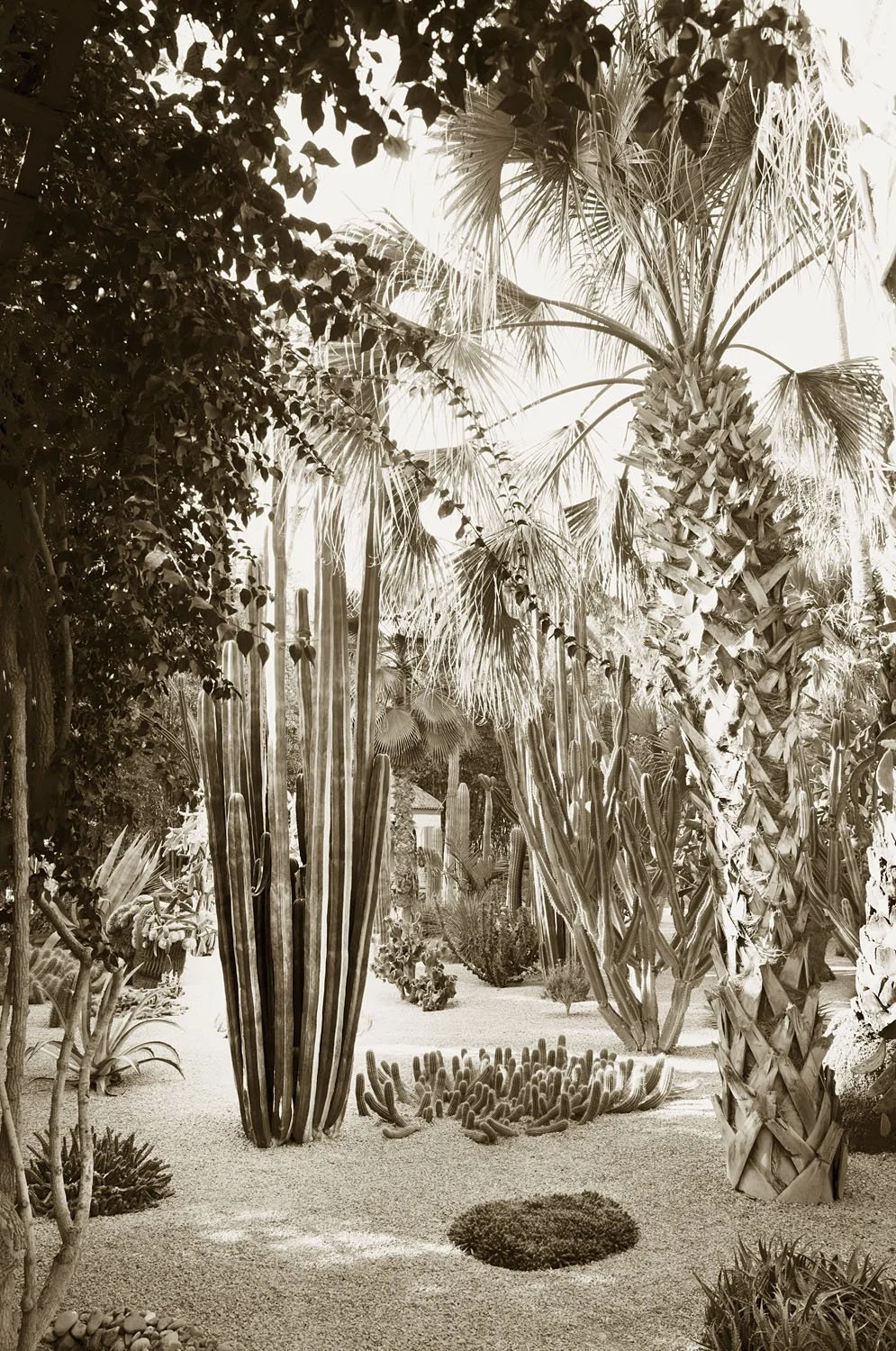Jardin succulent
