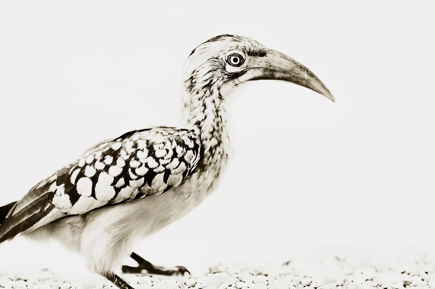 Hornbill