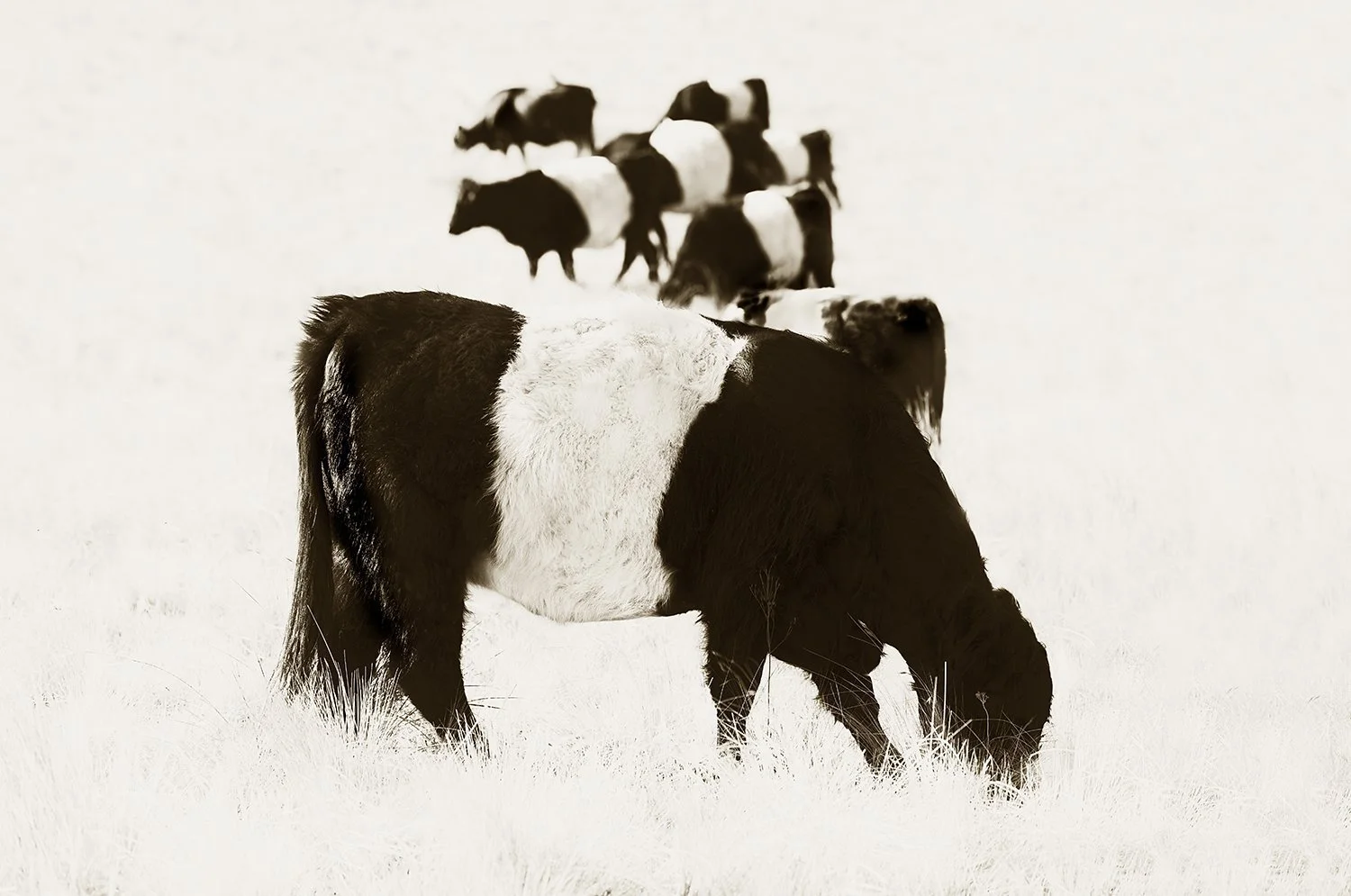 Nine Belted Galloway