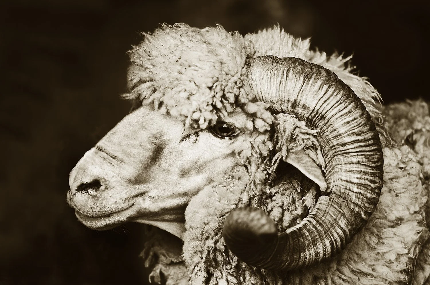 Merino