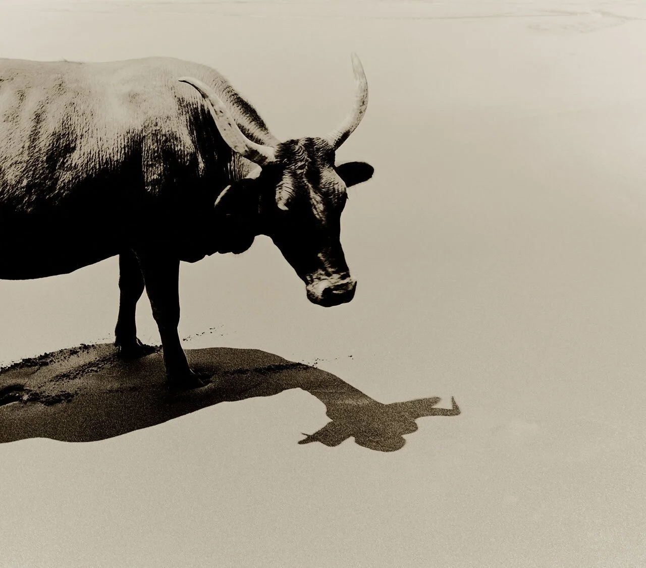 Nguni