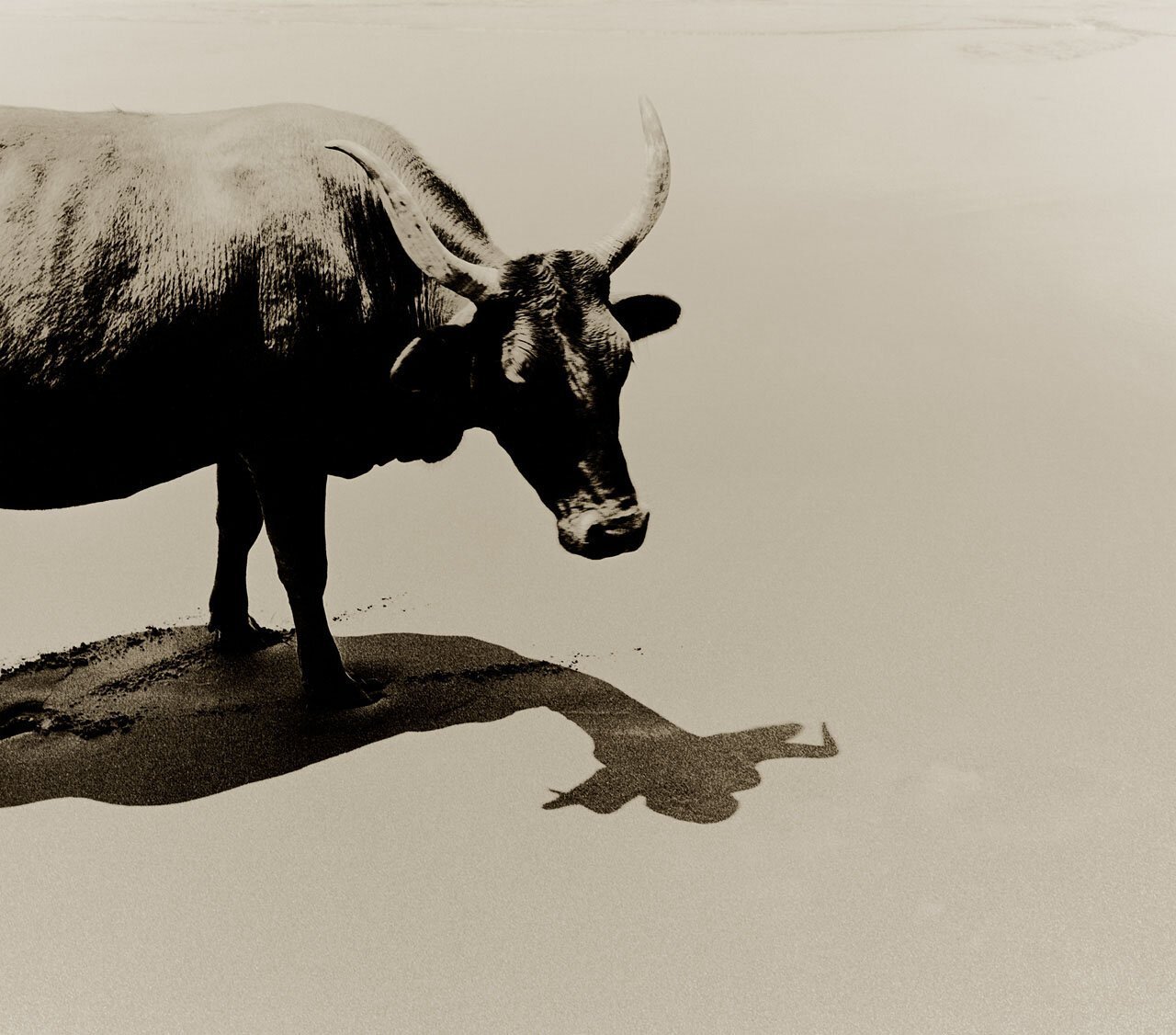 Nguni