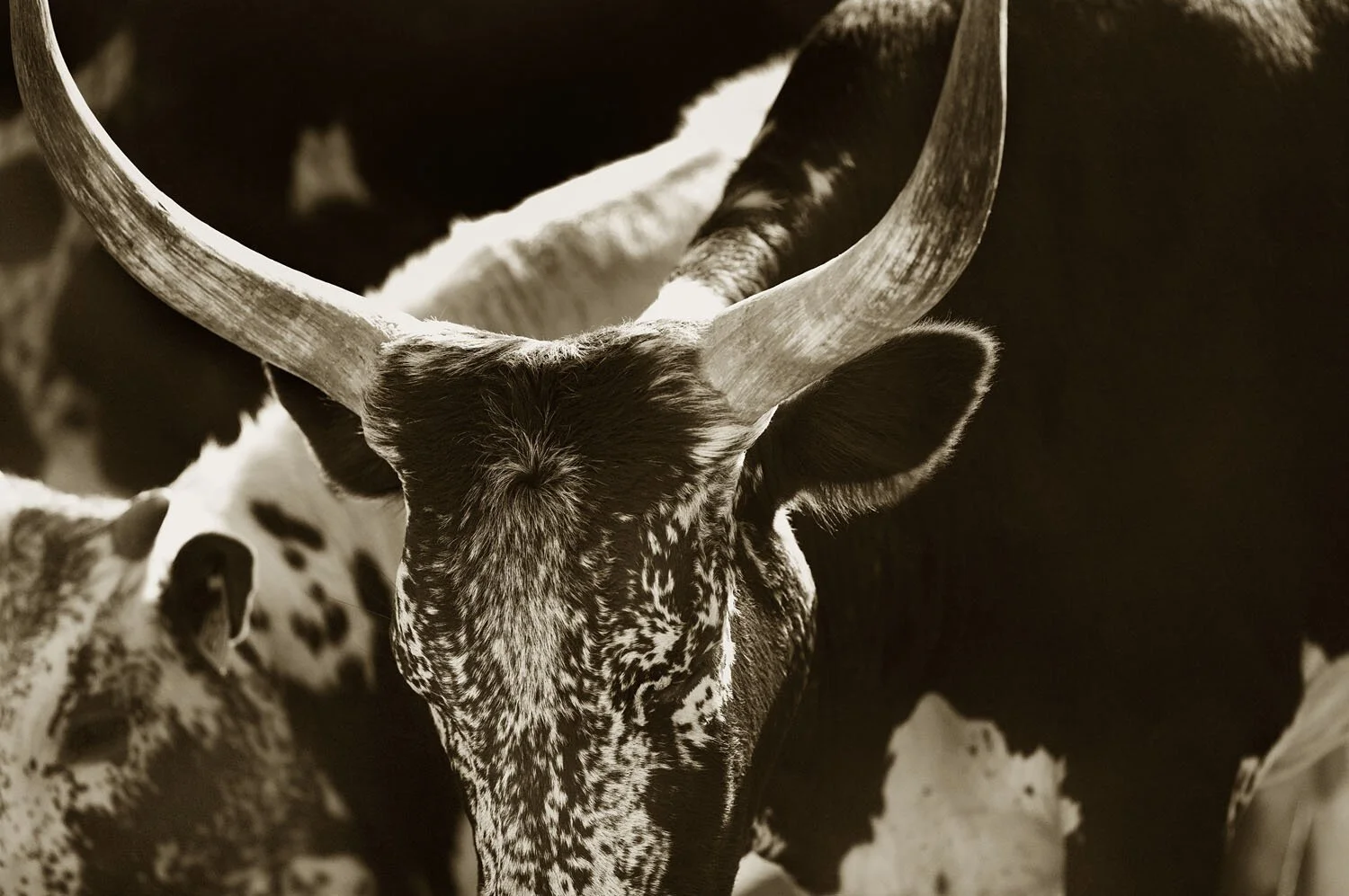 Nguni 2