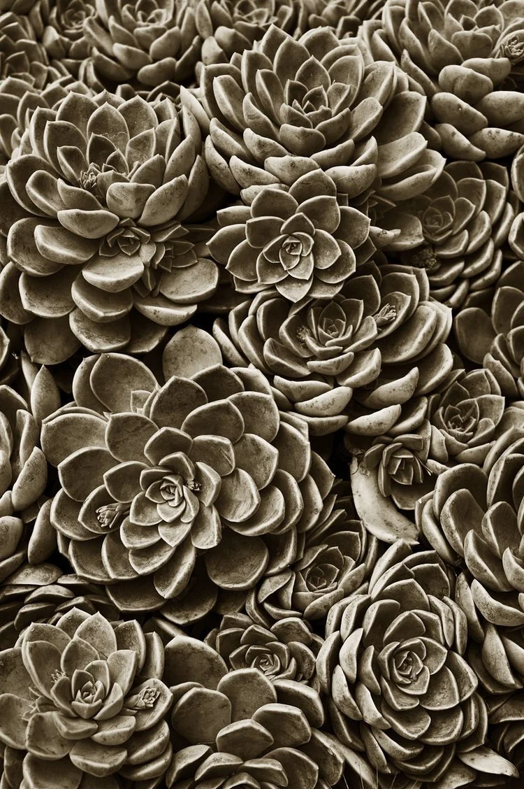 Succulents