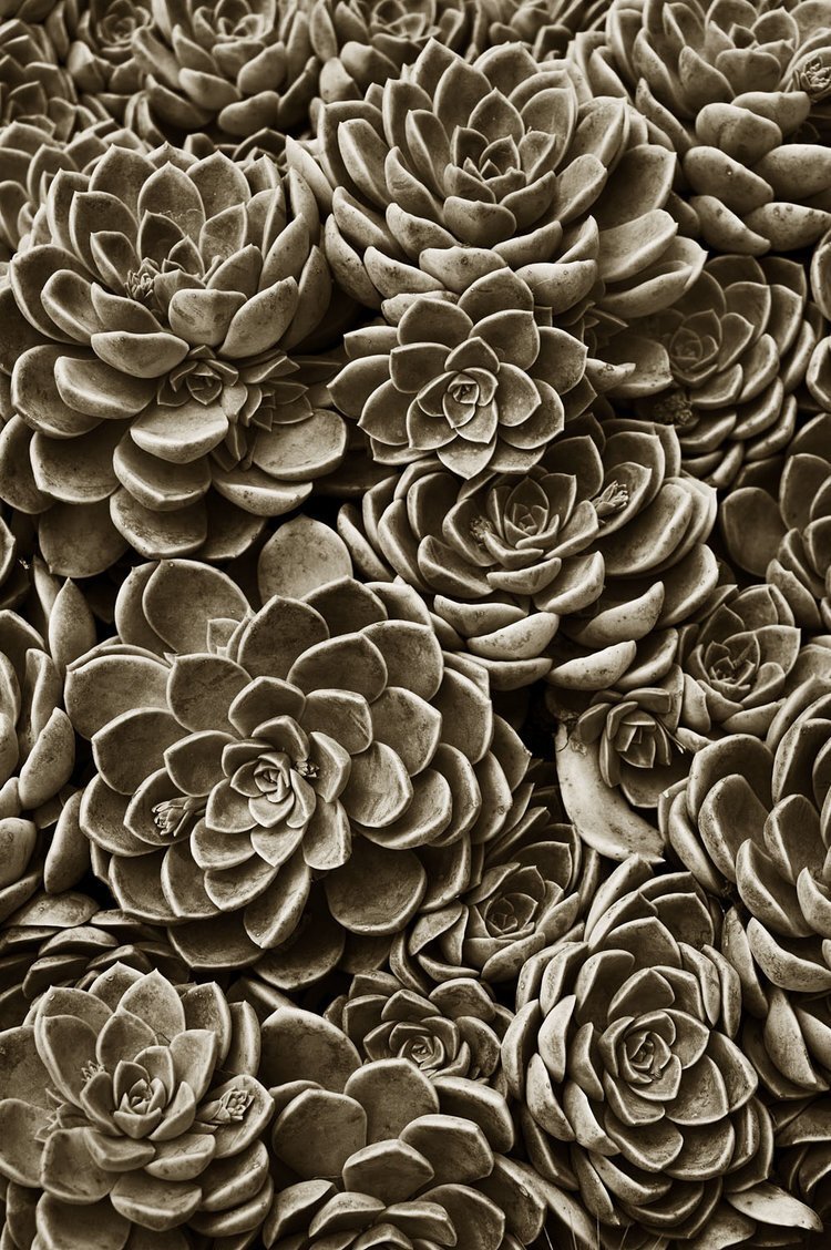 Succulents