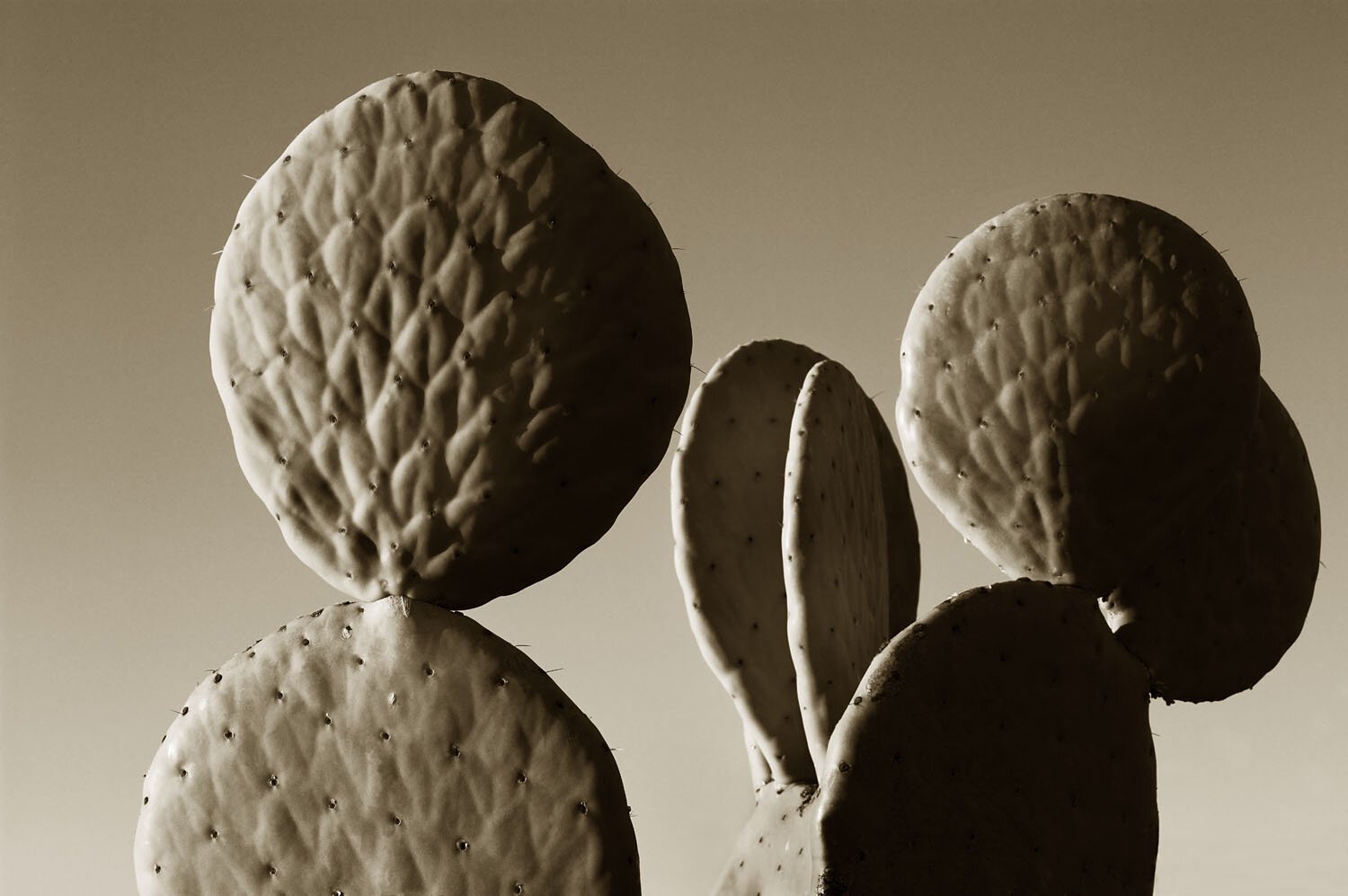 Prickly Pear