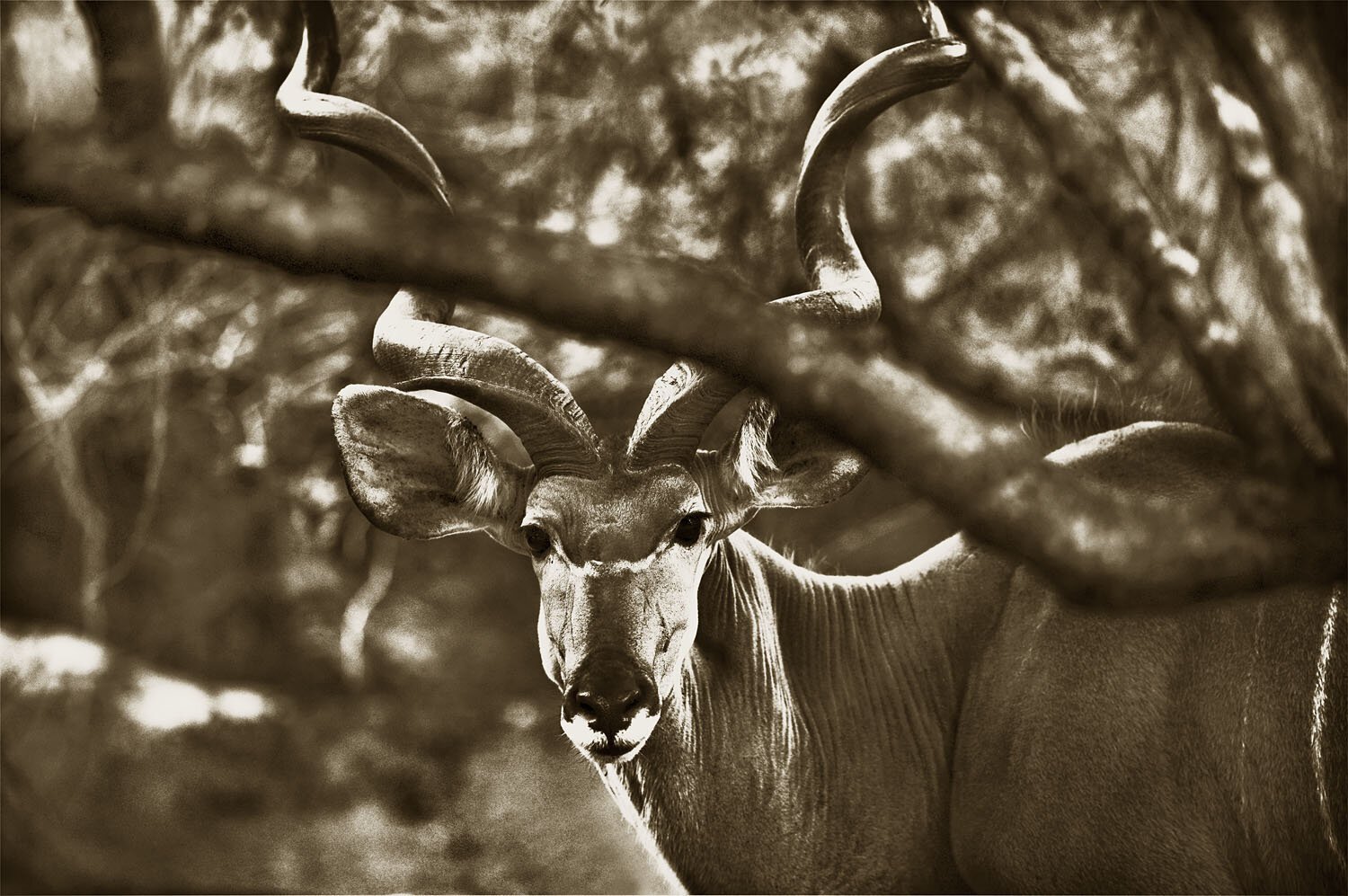 Kudu
