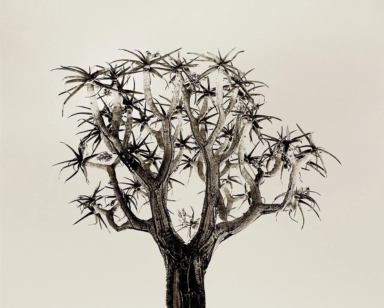 Quiver Tree 1