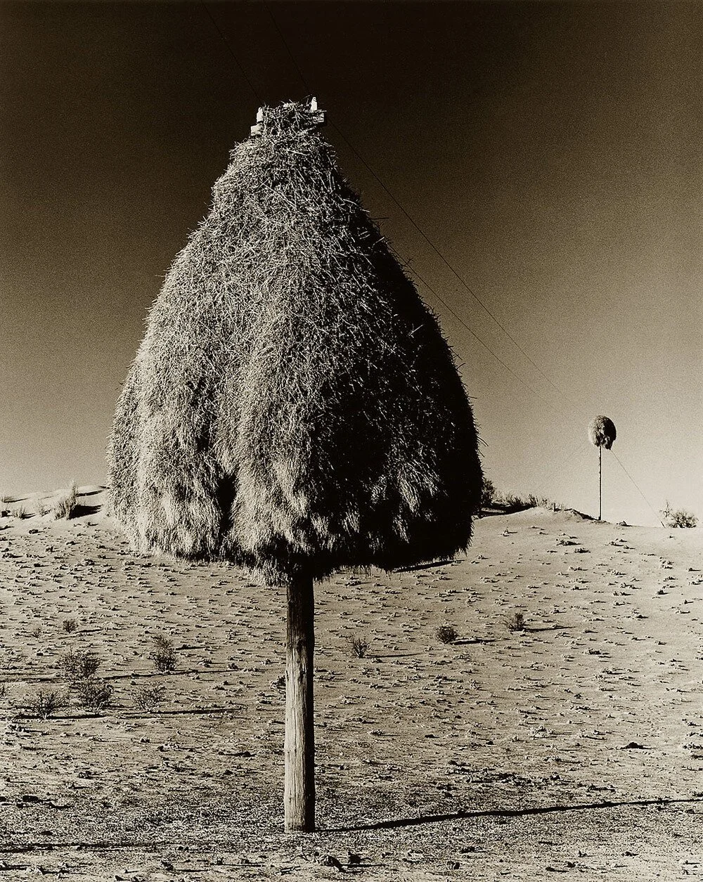 Social Weaver Nest 1