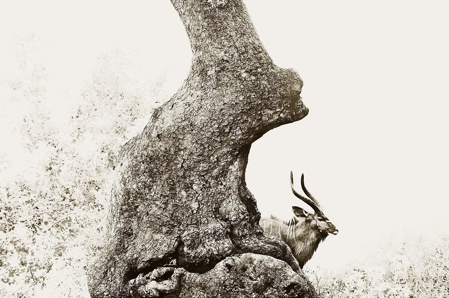 Nyala