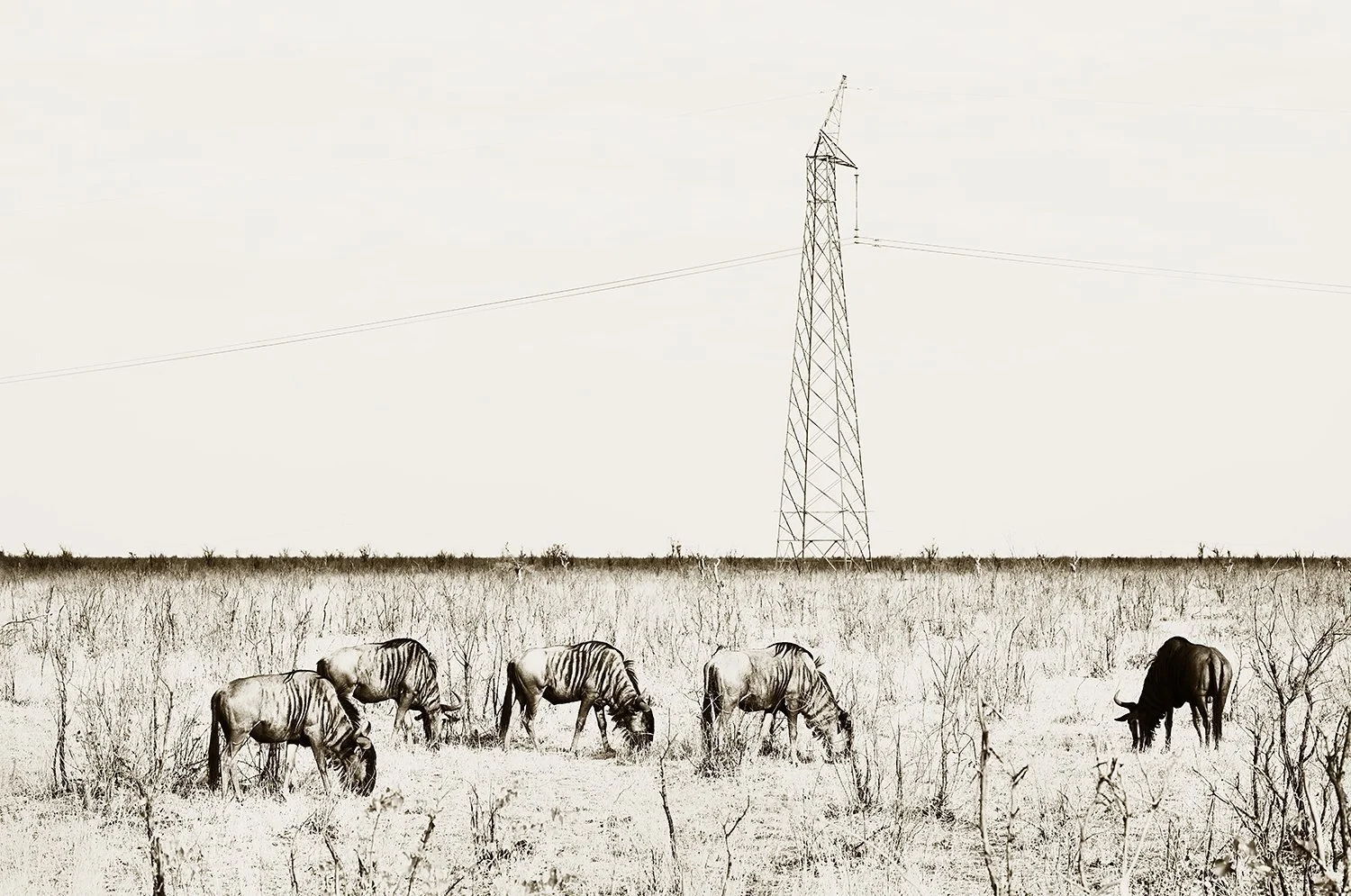 Pylon