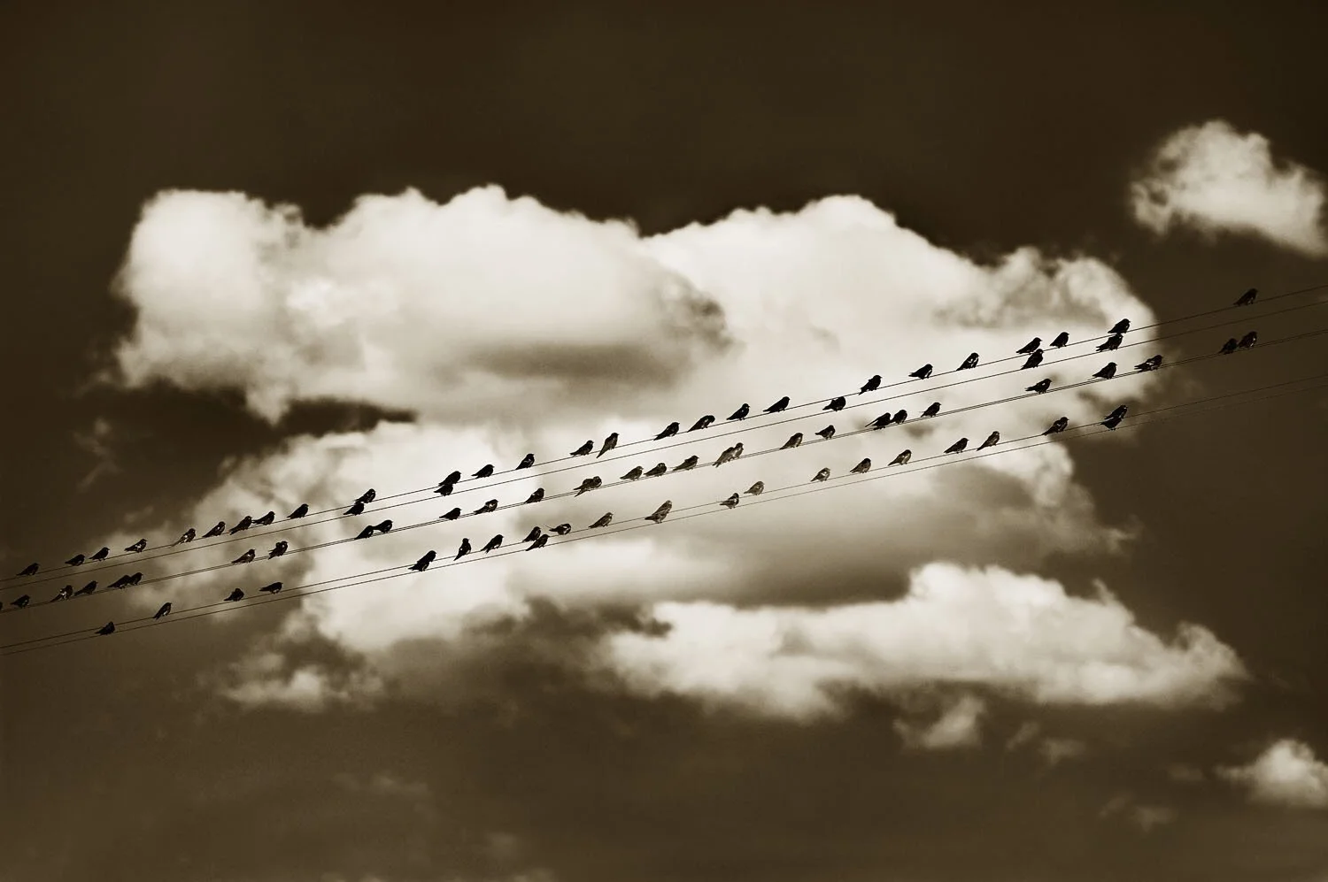 84 Swallows