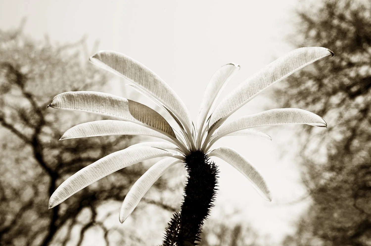 Madagascar Palm