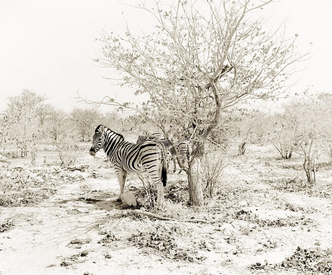 Zebras
