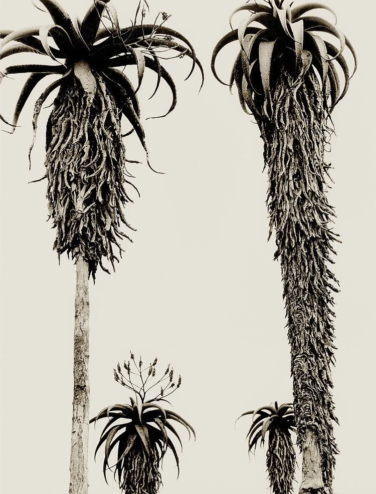 Masvingo Aloes