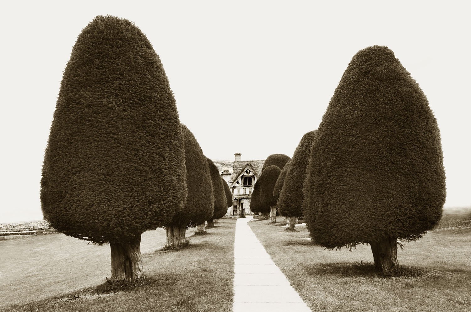 Yew 1