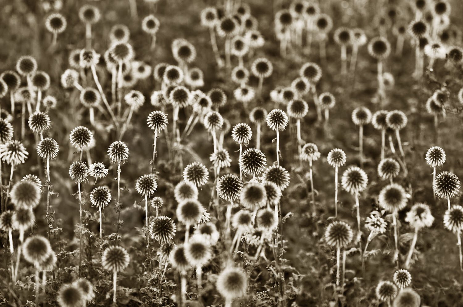 Echinops