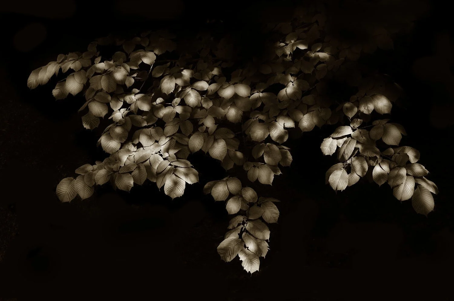 Dappled Light