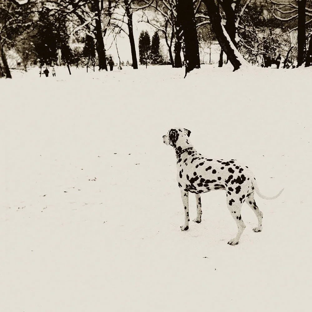 Dalmatian