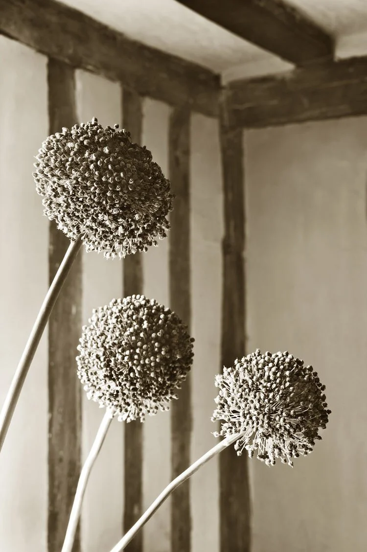 Allium