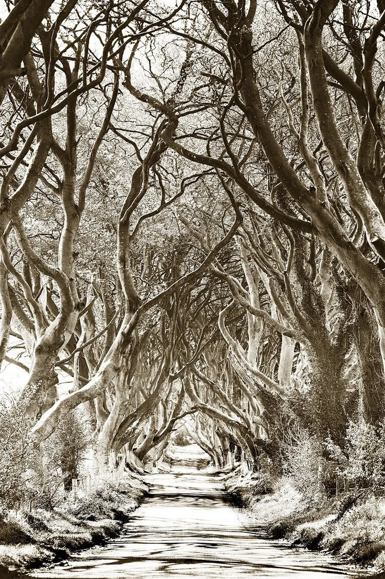 Dark Hedges
