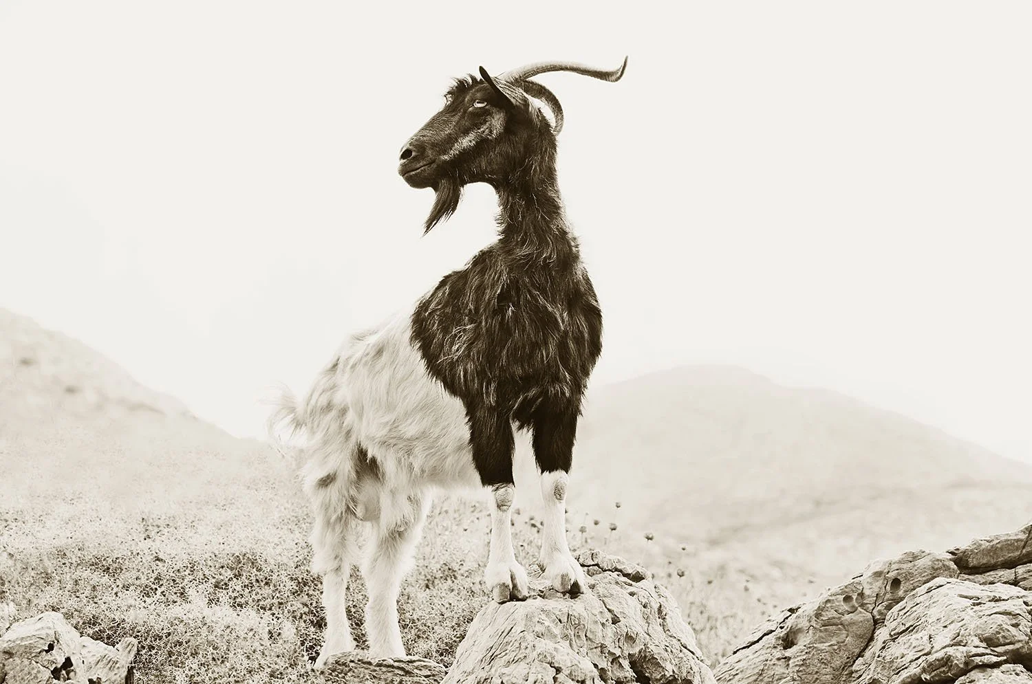 GOAT