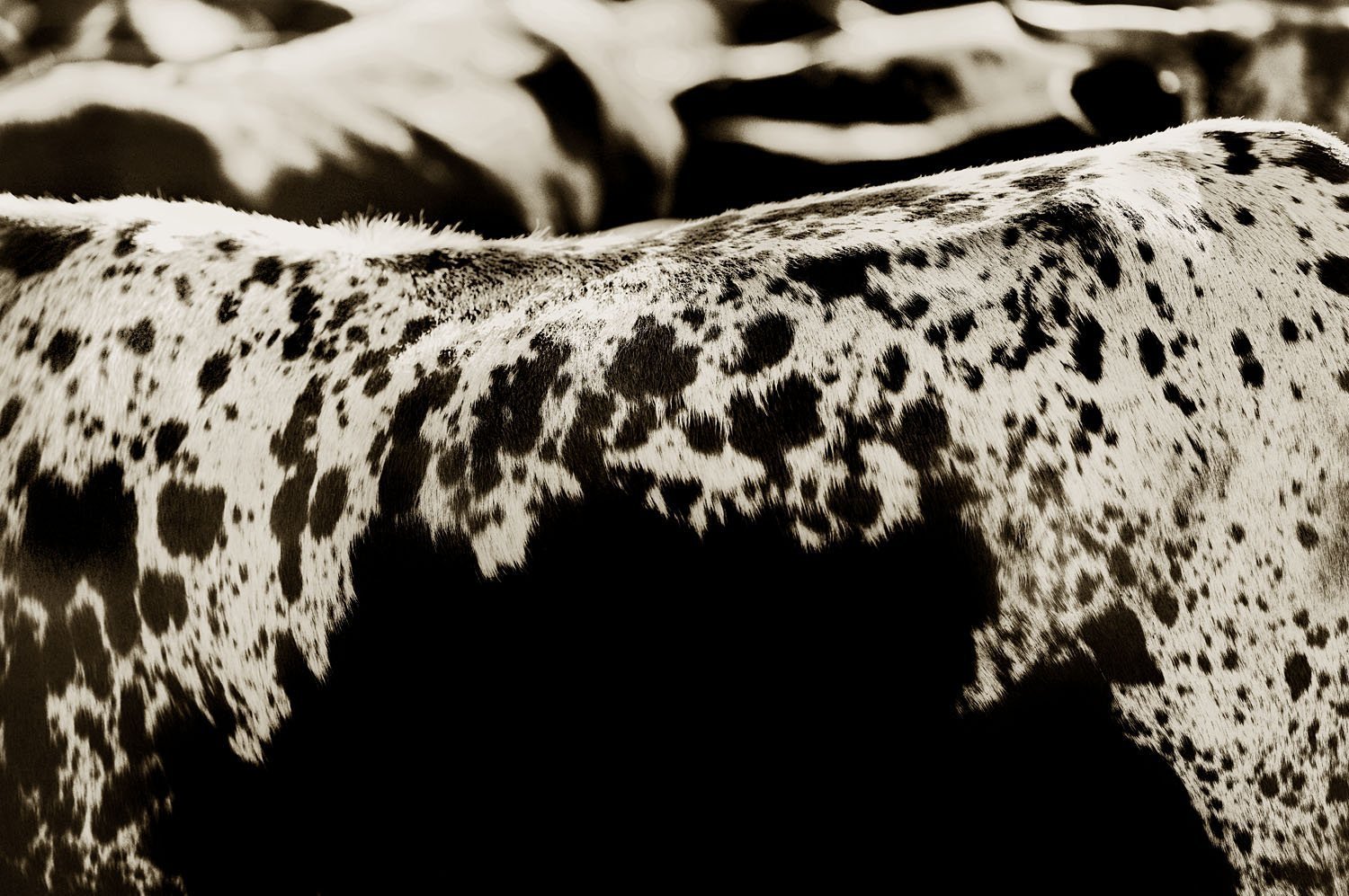 Nguni 2