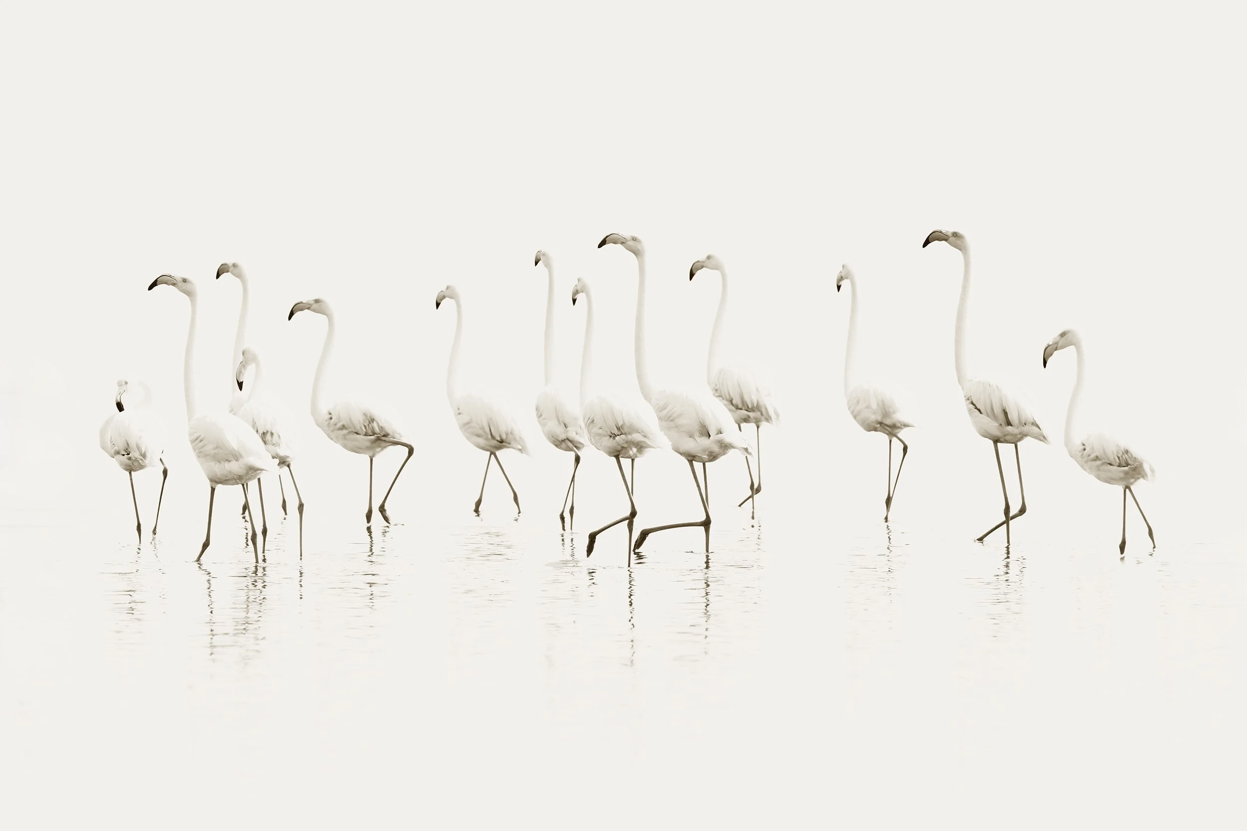 Flamingos