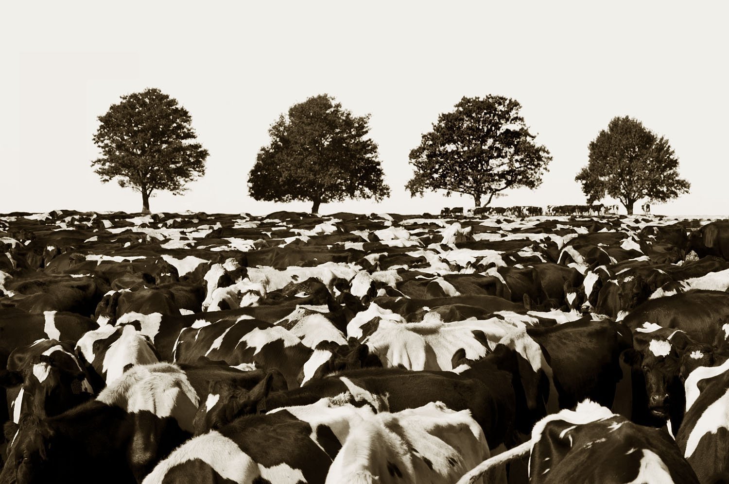 Udderly