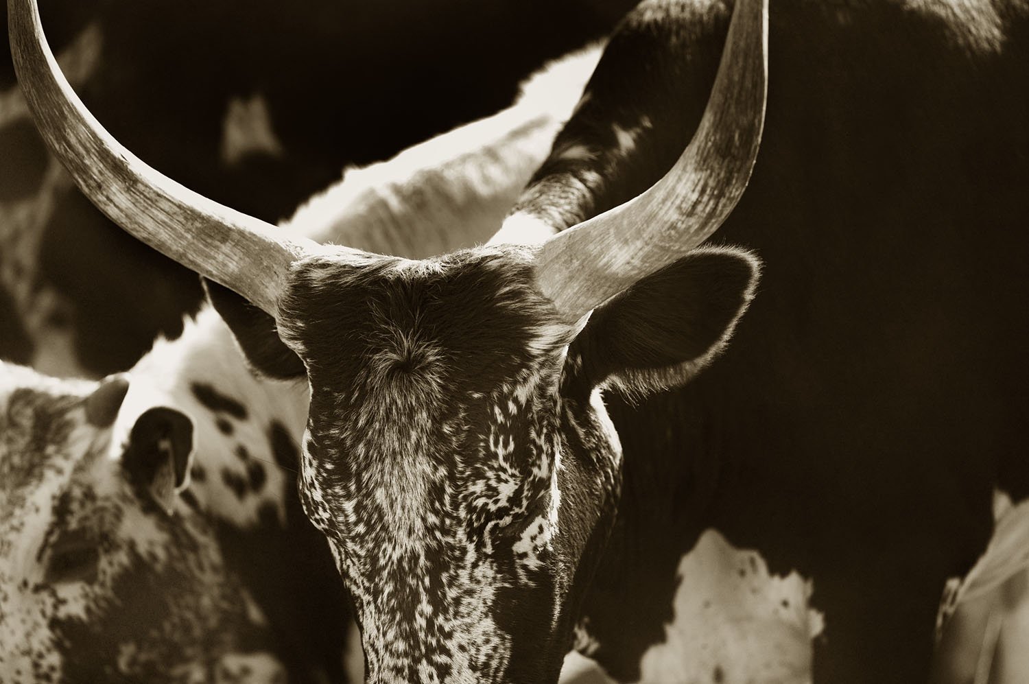 Nguni 1
