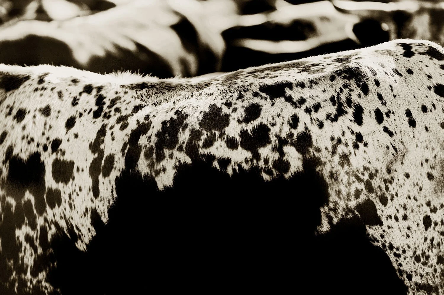Nguni 2