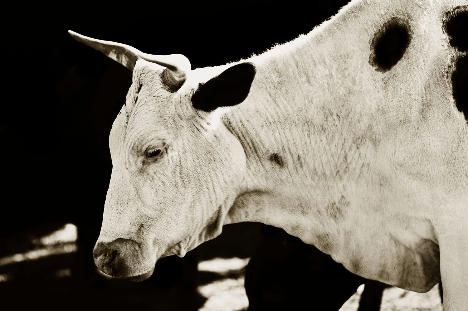 Nguni 3