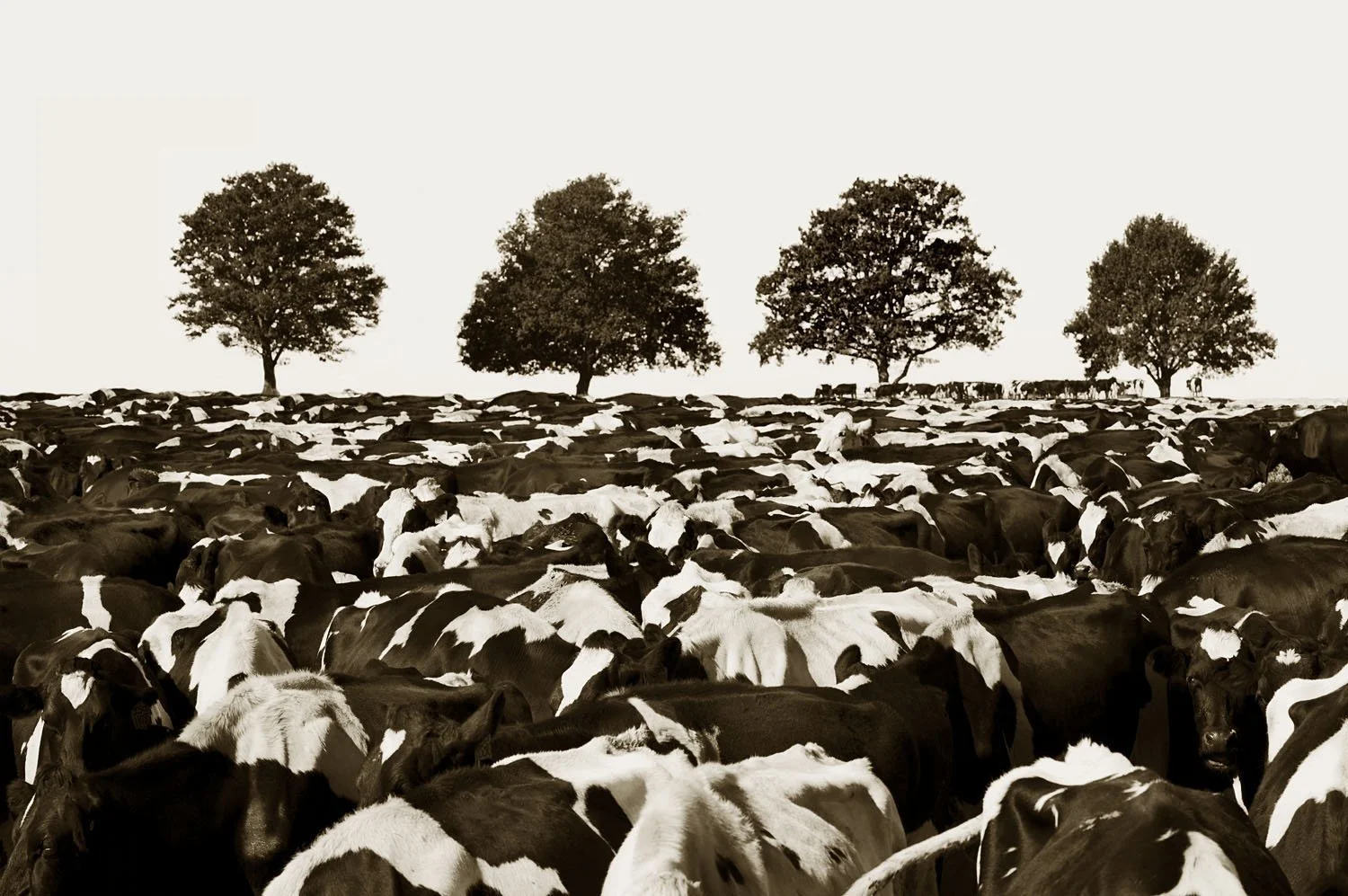 Udderly