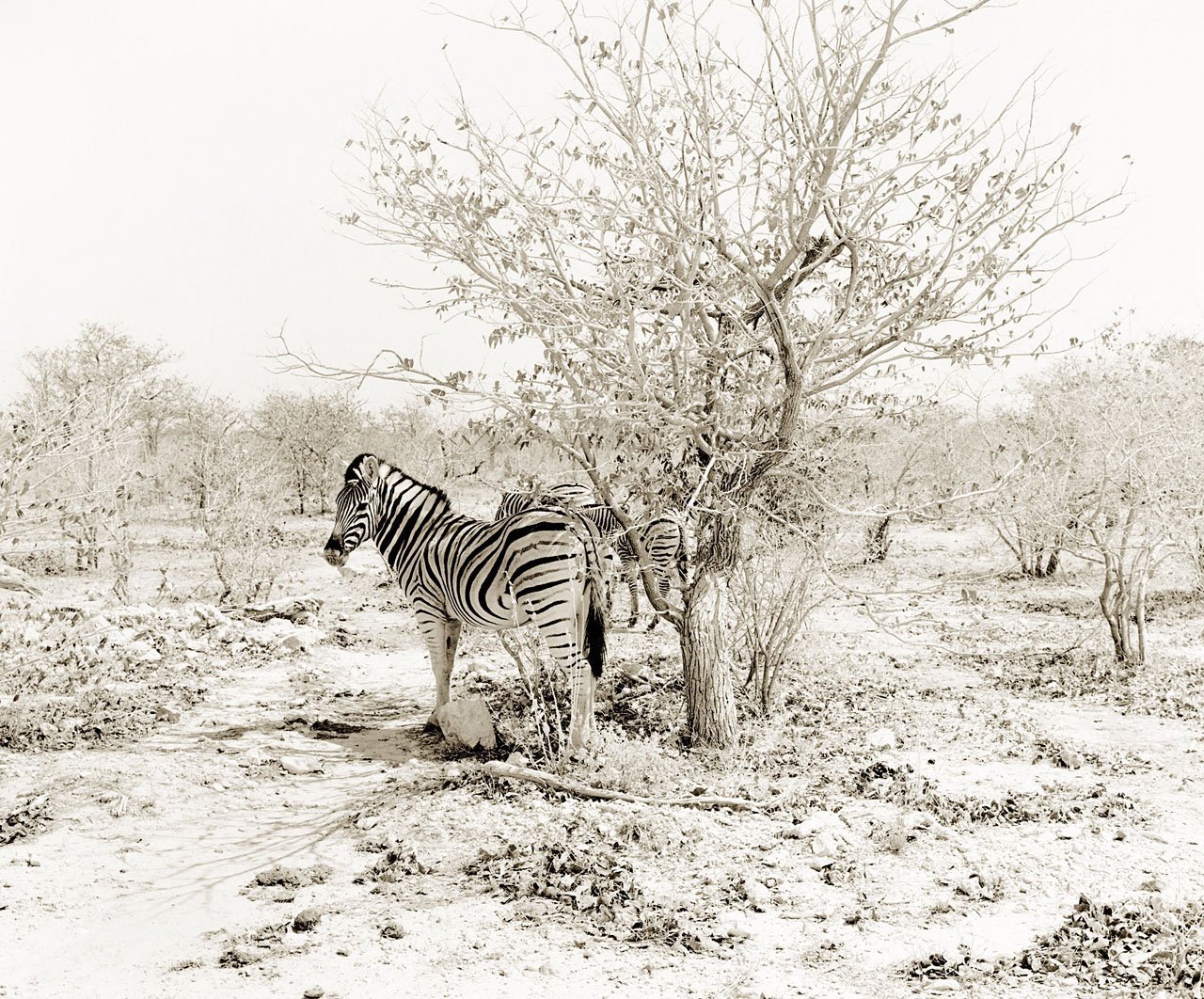 Zebra