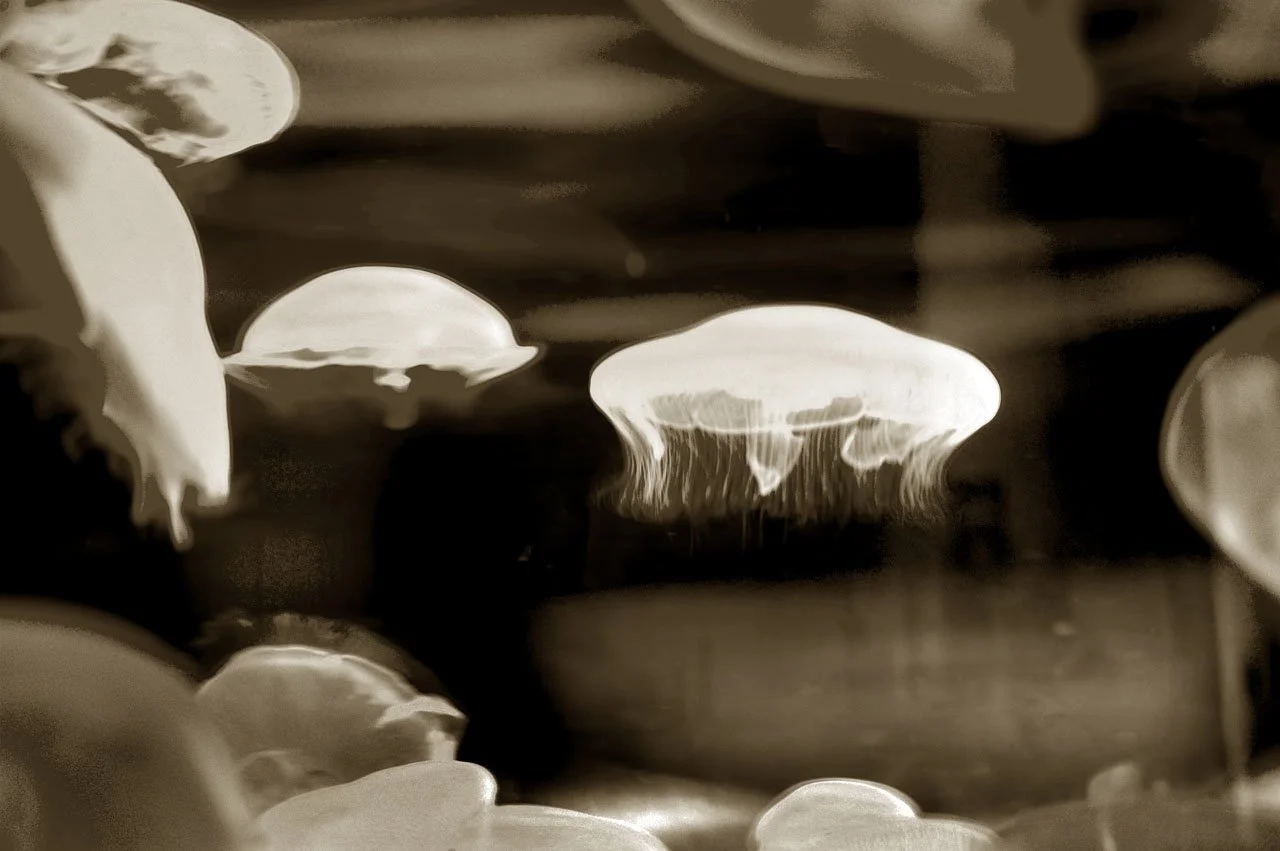 Jellyfish