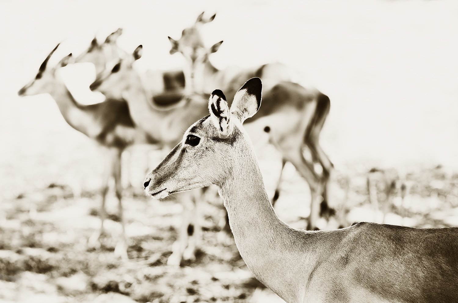 Impala