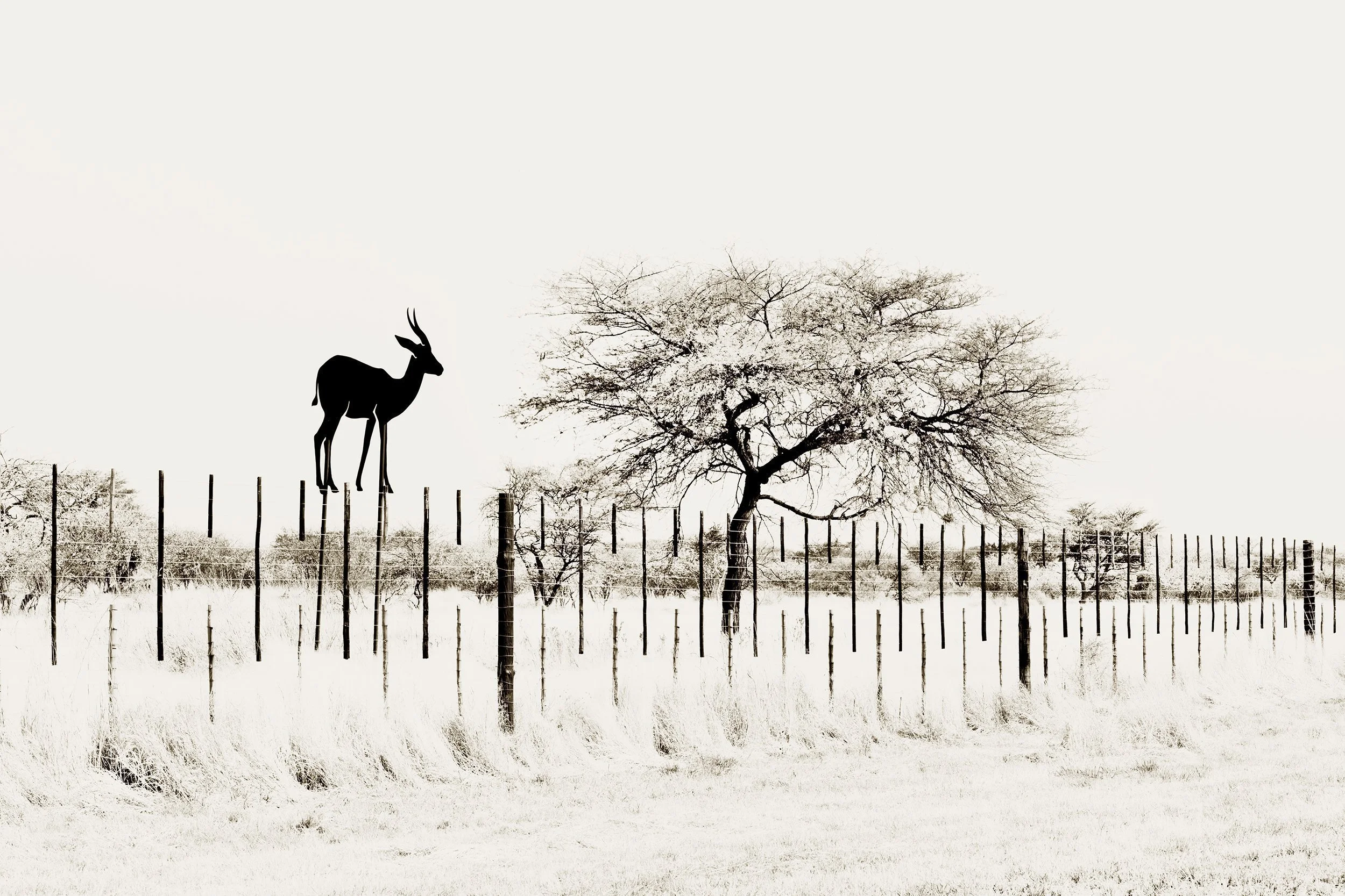 Springbok