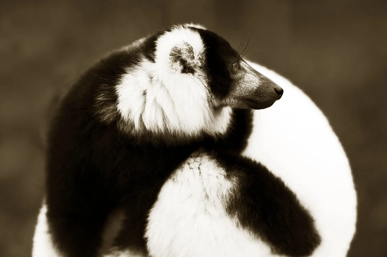Black & White Lemur