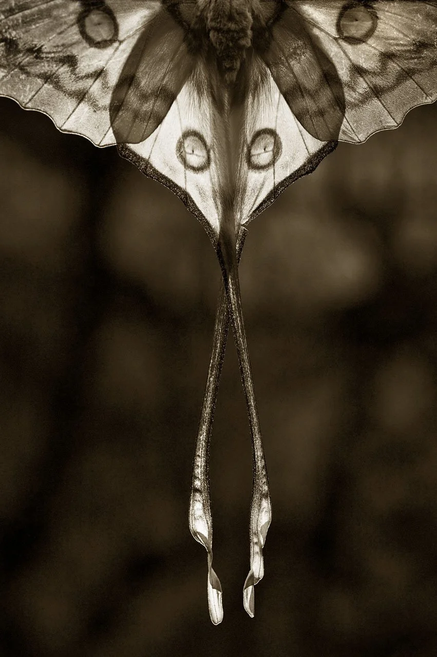 Comet Moth