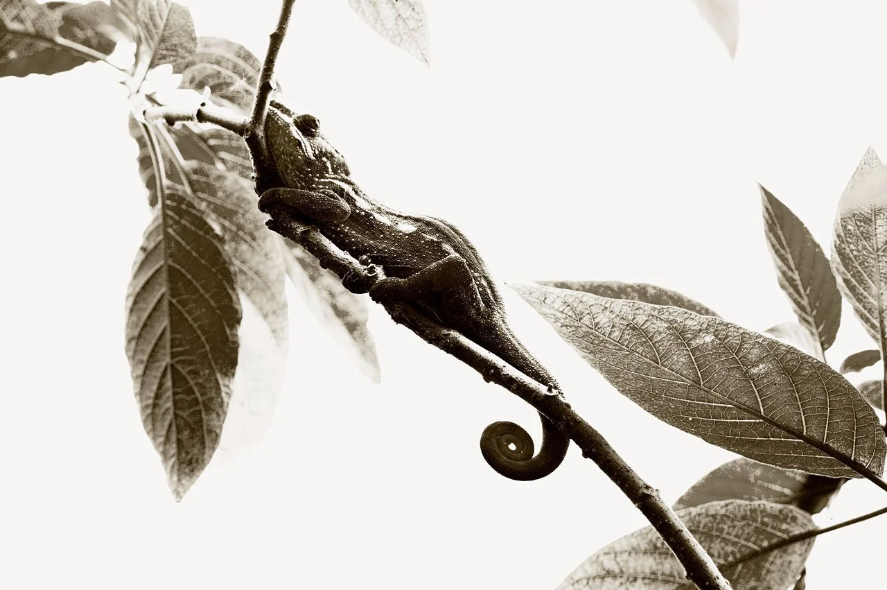 Panther Chameleon