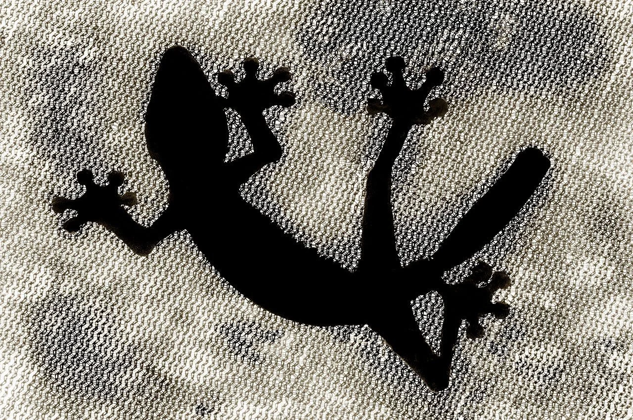 Gecko