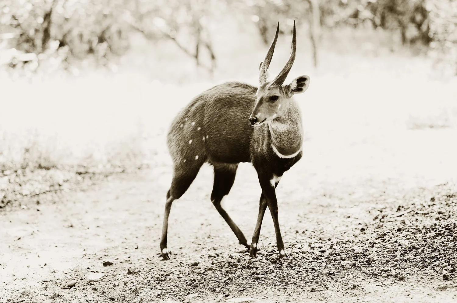 Bushbuck