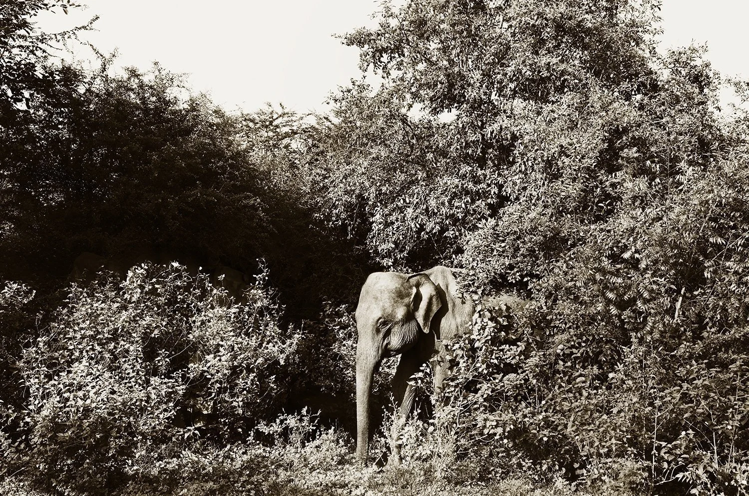 Ambush