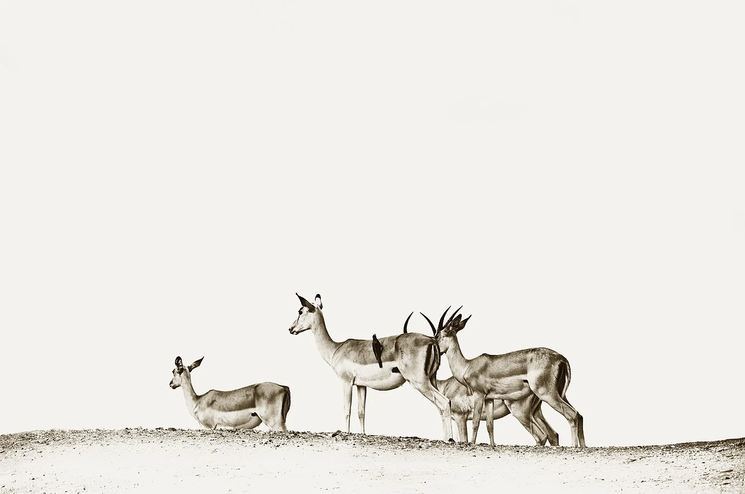 Oxpecker