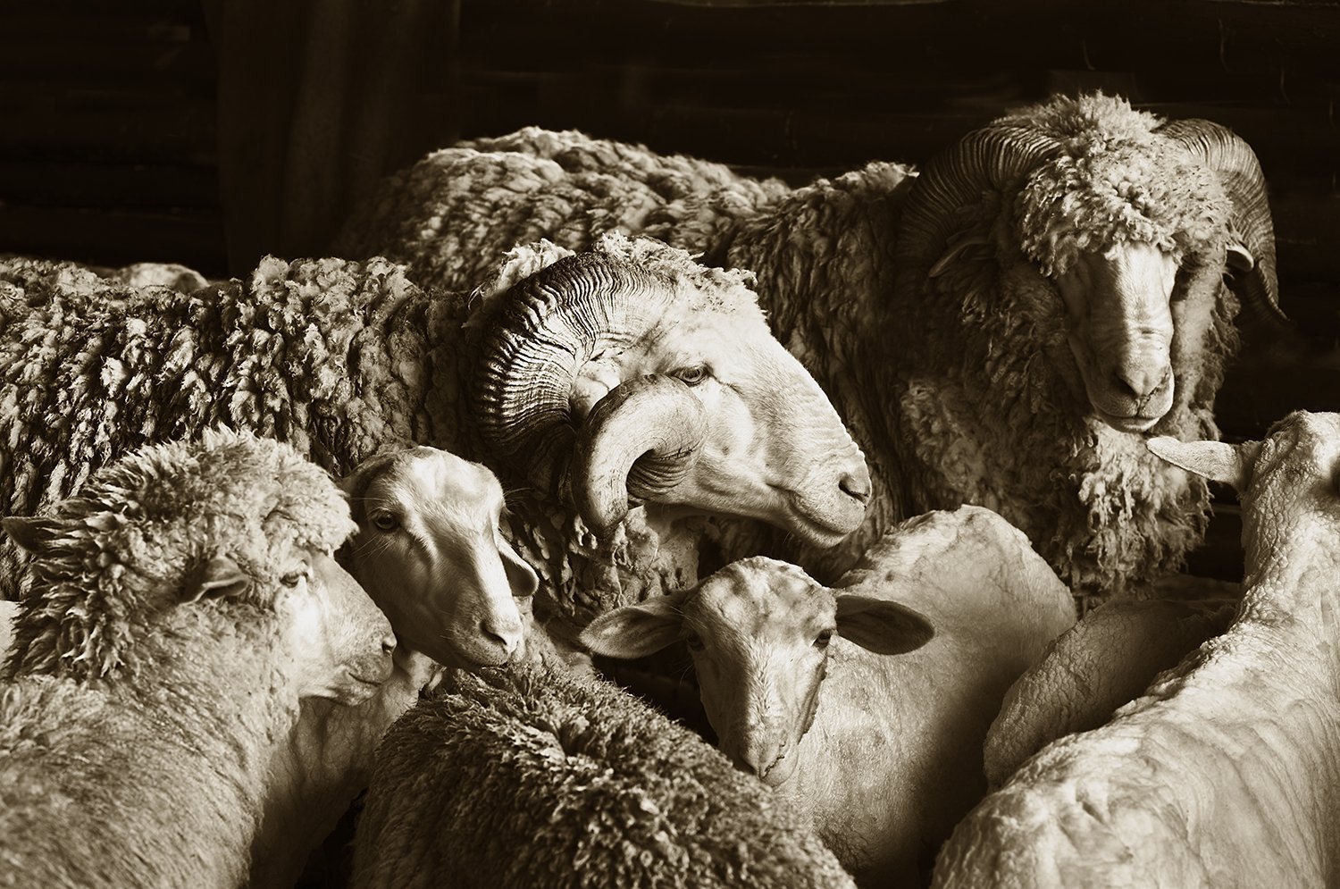 Eight Merino