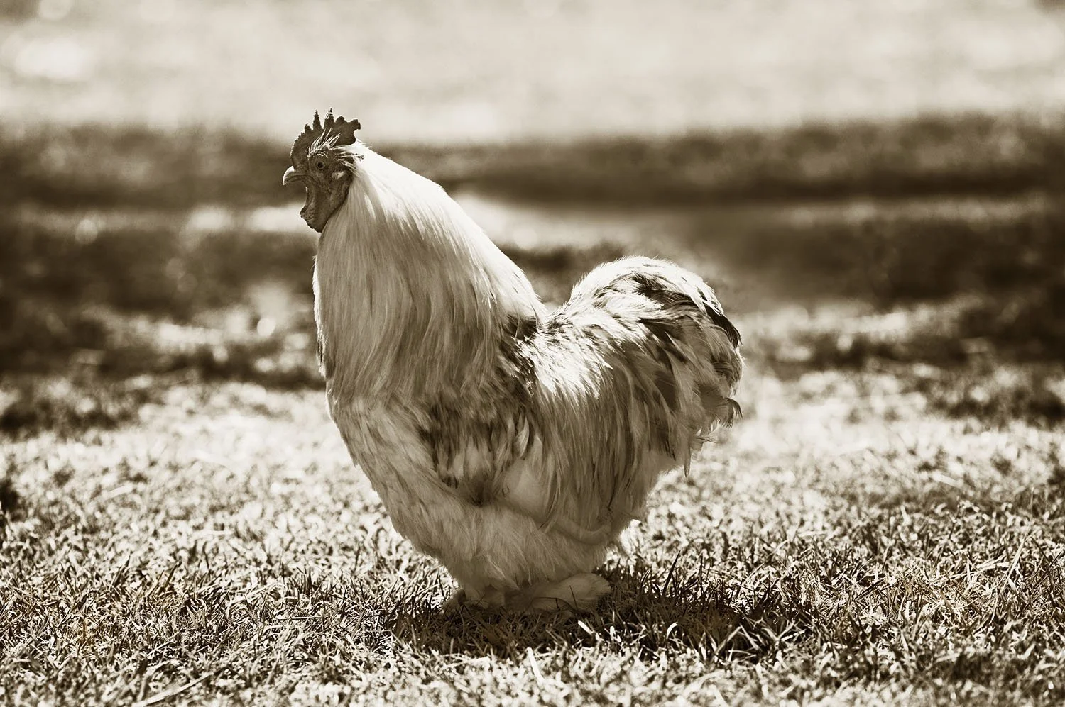 Bantam 2