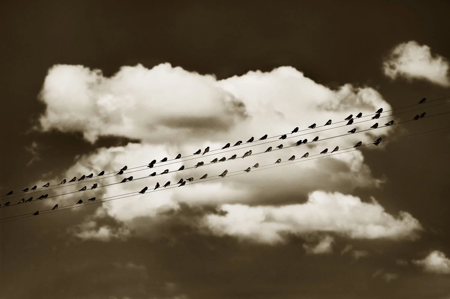 84 Swallows
