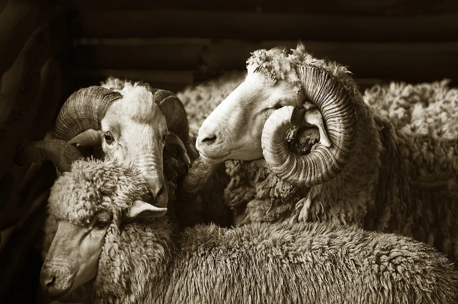 Three Merino
