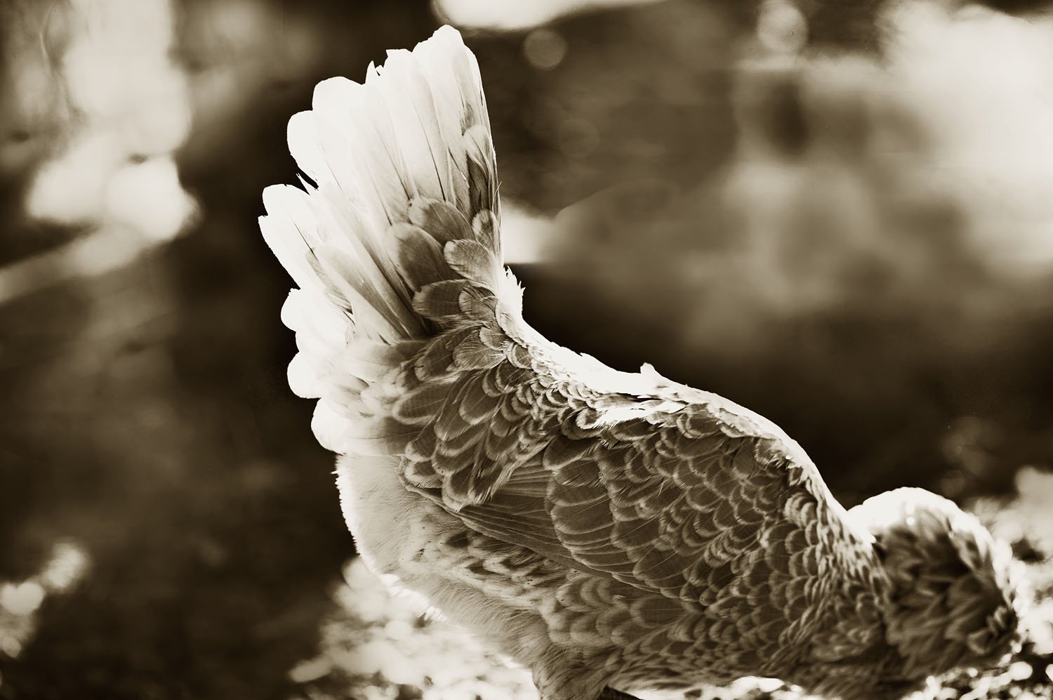 Silver Polish Bantam 2