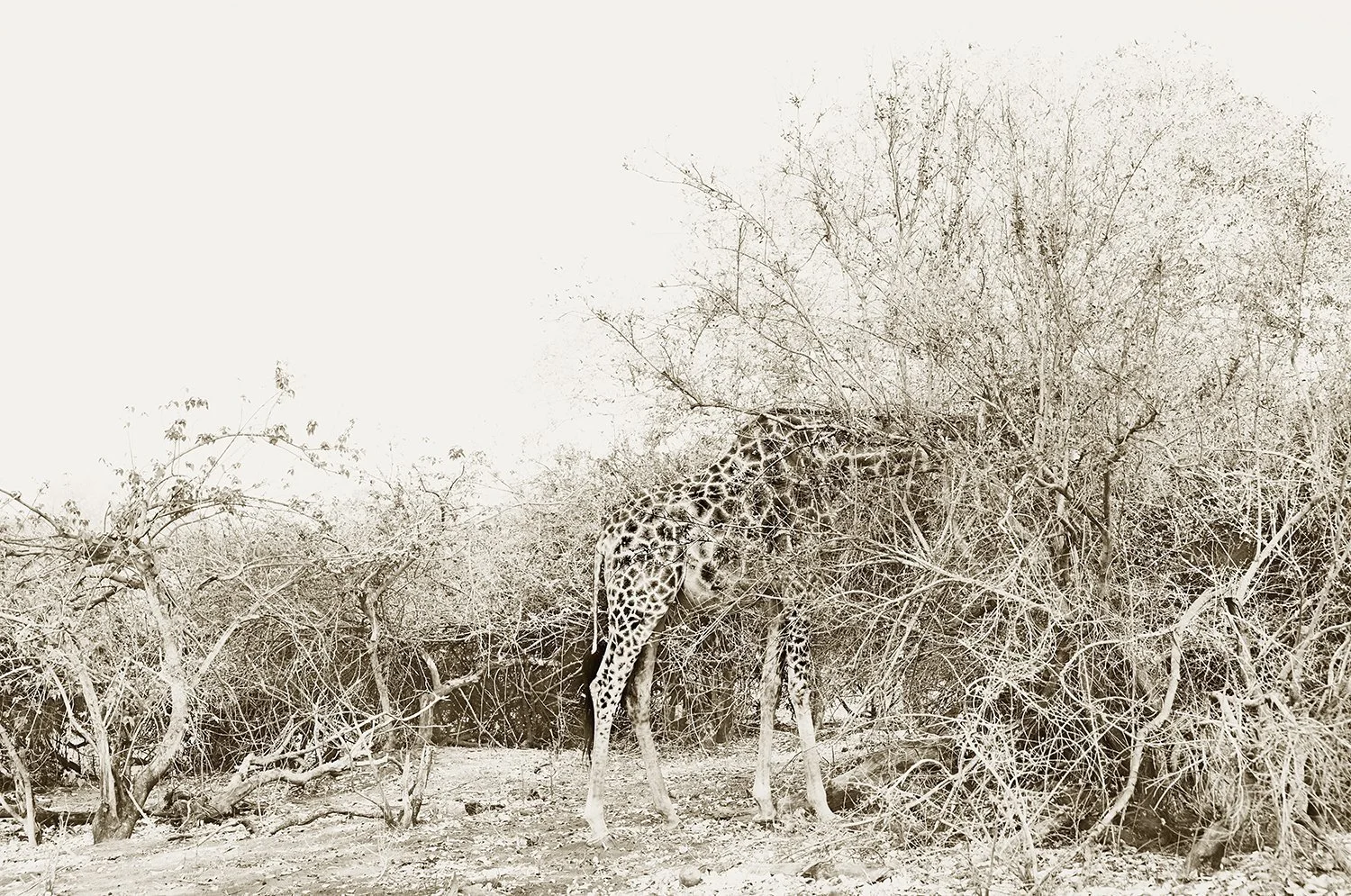 Disappearing act